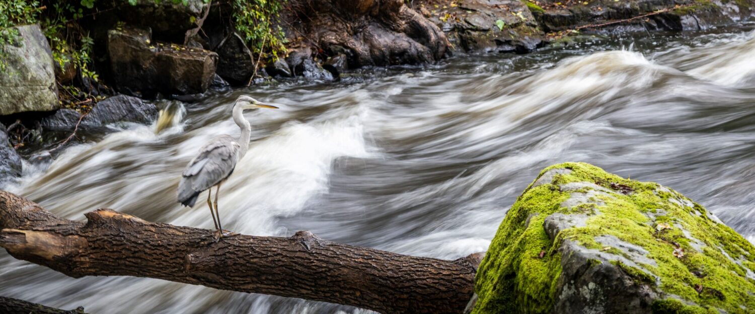 Sveriges Fiskevattenägareförbund
